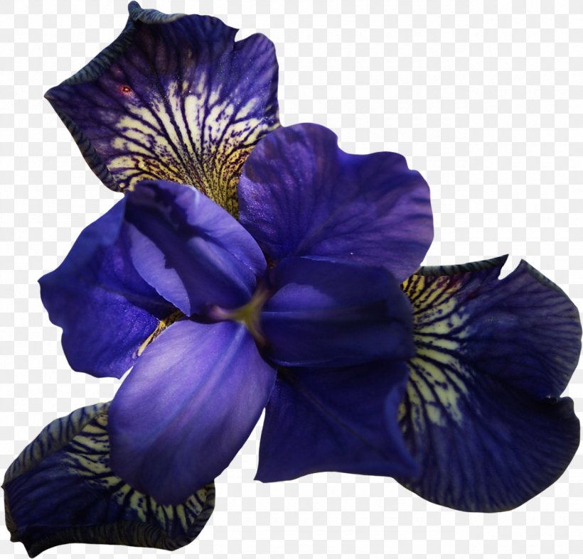 Flower Violet Pansy Clip Art, PNG, 1280x1229px, Flower, Color, Cut Flowers, Flower Bouquet, Flowering Plant Download Free