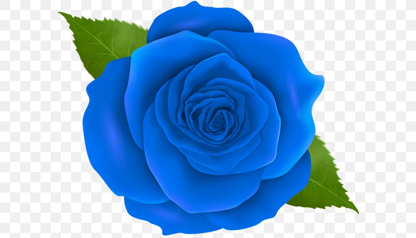 Garden Roses Blue Rose Centifolia Roses Floribunda Clip Art, PNG, 600x470px, Garden Roses, Blue, Blue Rose, Border Flowers, Centifolia Roses Download Free