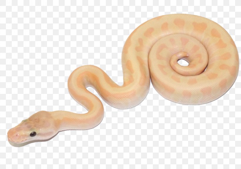 Reptile Ball Python Snakes Bubble Gum Image, PNG, 1280x900px, Reptile, Albinism, Art, Ball Python, Body Jewellery Download Free