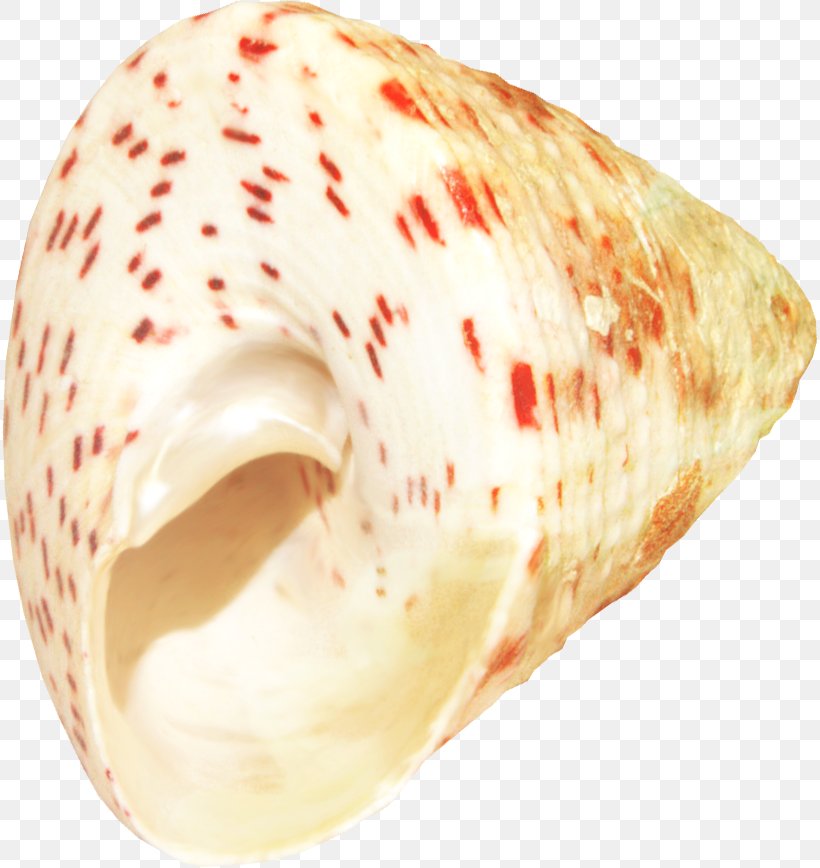 Seashell Marine Clip Art, PNG, 816x868px, Seashell, Animation, Conch, Conchology, Drawing Download Free