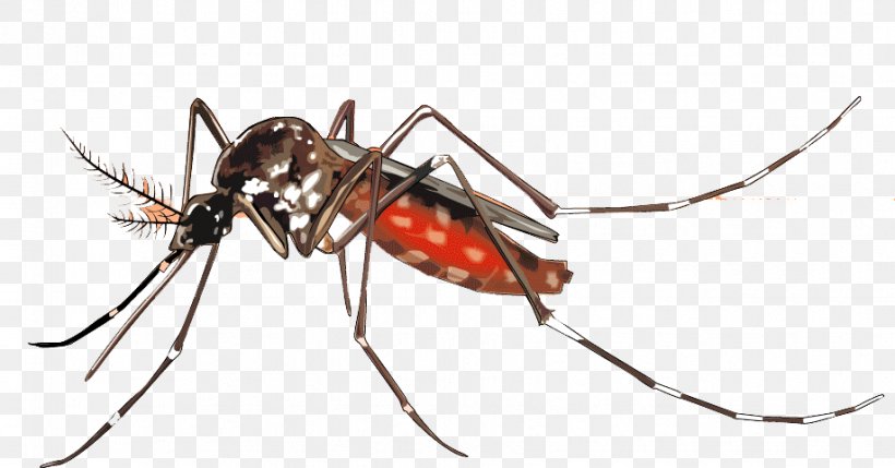 Yellow Fever Mosquito Dengue Aedes Albopictus Mosquito Control, PNG, 918x481px, Yellow Fever Mosquito, Aedes, Aedes Albopictus, Arthropod, Chikungunya Virus Infection Download Free