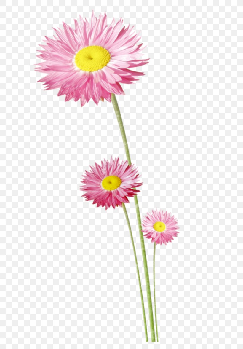 Cut Flowers Plant Stem Flower Garden, PNG, 800x1177px, 2016, 2017, Flower, Aster, August Download Free