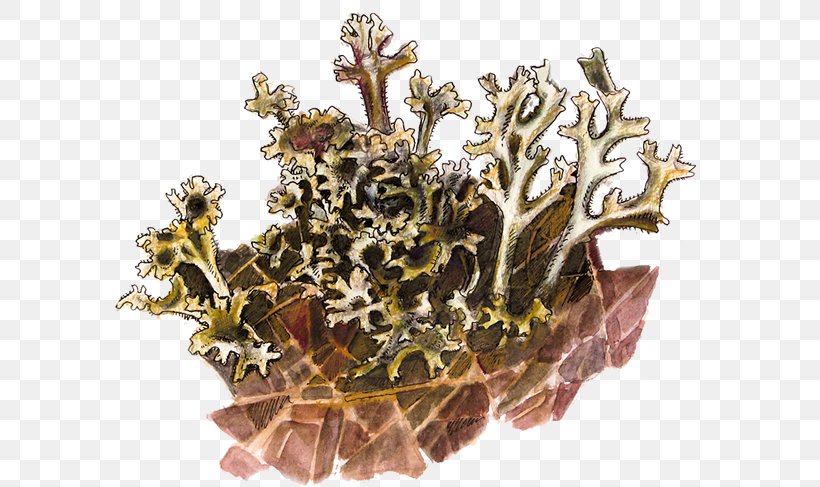 Edible Lichen Botany Illustration Iceland Moss, PNG, 600x487px, Lichen, Article, Behance, Botanical Illustration, Botany Download Free