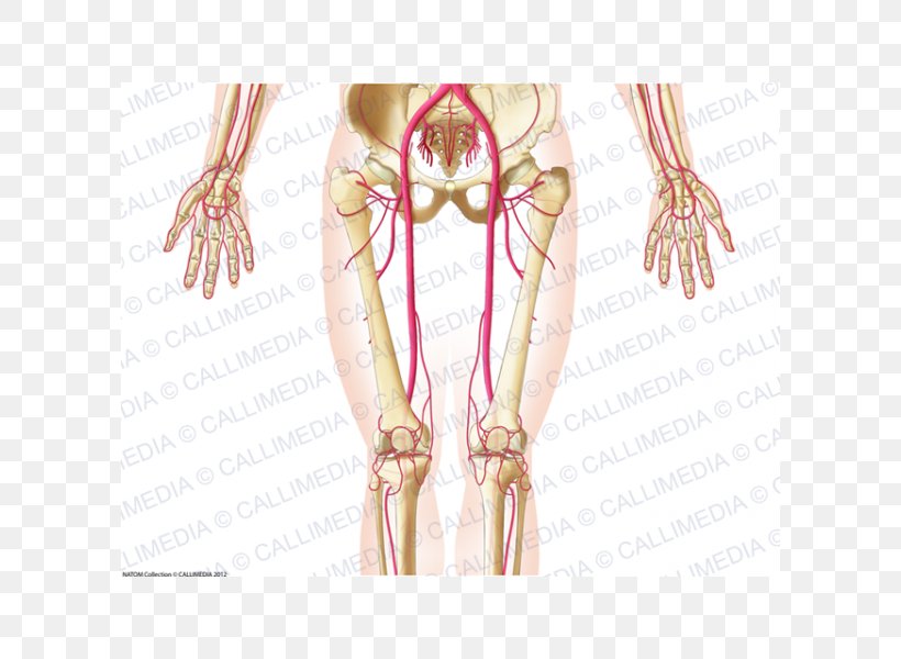 Pelvis Blood Vessel Abdomen Artery Human Anatomy, PNG, 600x600px, Watercolor, Cartoon, Flower, Frame, Heart Download Free