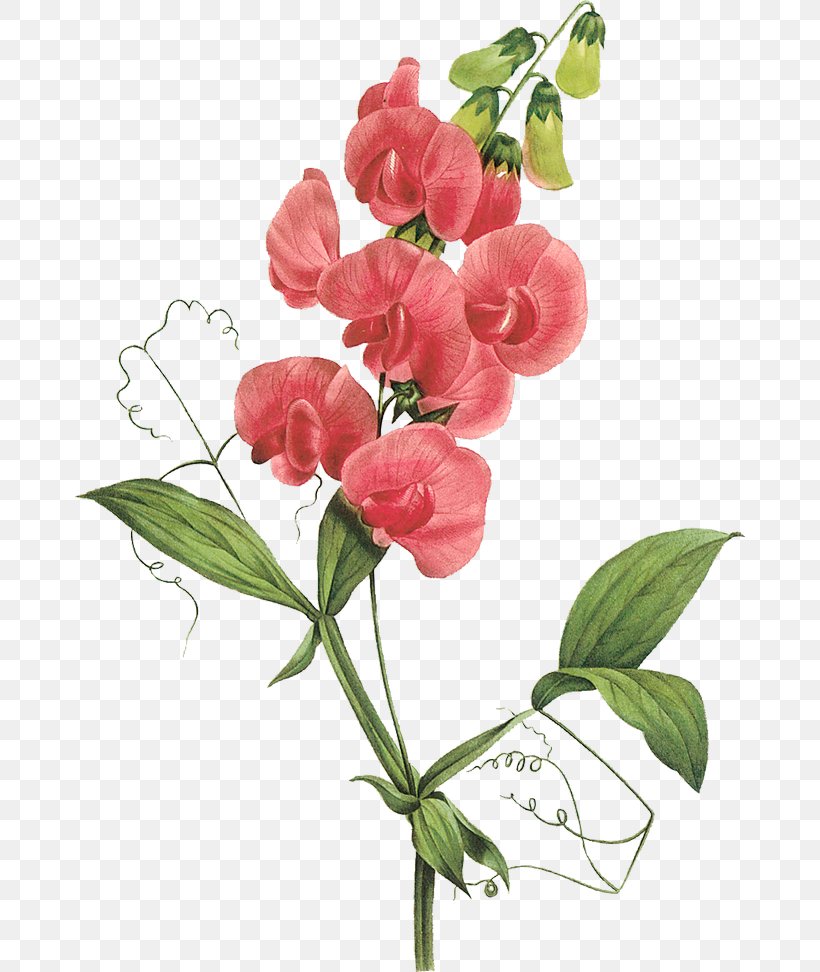 Sweet Pea Clip Art Openclipart Image, PNG, 670x972px, Sweet Pea, Bud, Cut Flowers, Drawing, Floral Design Download Free