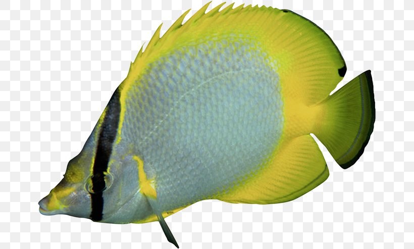 Tropical Fish Marine Angelfishes Aquariums, PNG, 671x493px, Tropical Fish, Aquarium, Aquariums, Coral Reef Fish, Digital Image Download Free