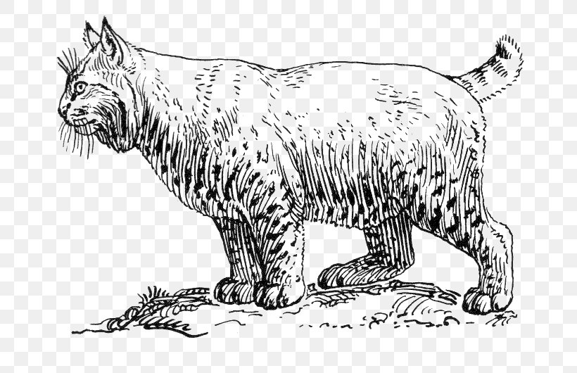 Bobcat Cougar Wildcat Coloring Book Clip Art, PNG, 721x530px, Bobcat, Animal Figure, Artwork, Big Cats, Black And White Download Free