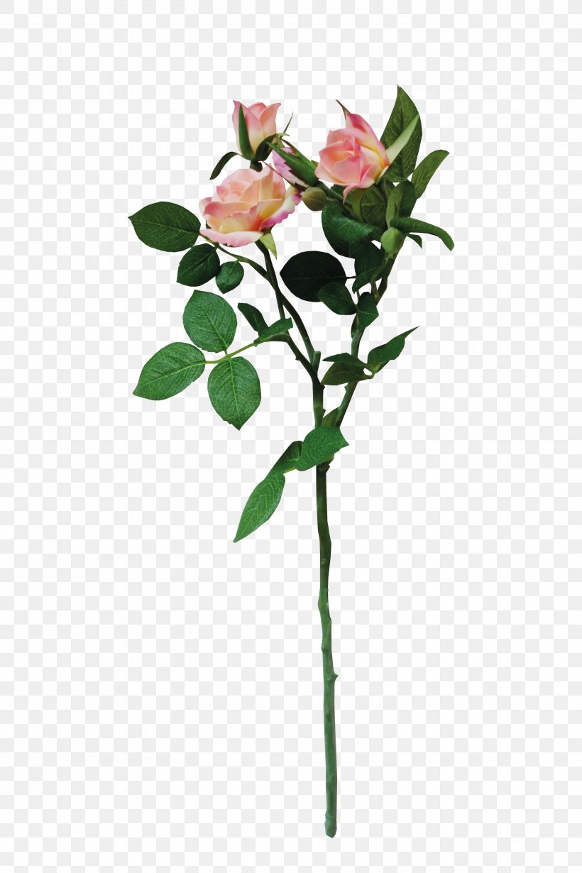 Chinese Rose, PNG, 3000x4500px, Beach Rose, Branch, Cut Flowers, Flora, Floral Design Download Free