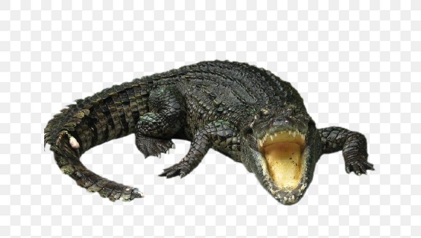 Nile Crocodile Gharial Chinese Alligator, PNG, 647x464px, Crocodile, Alligator, American Alligator, Chinese Alligator, Crocodiles Download Free