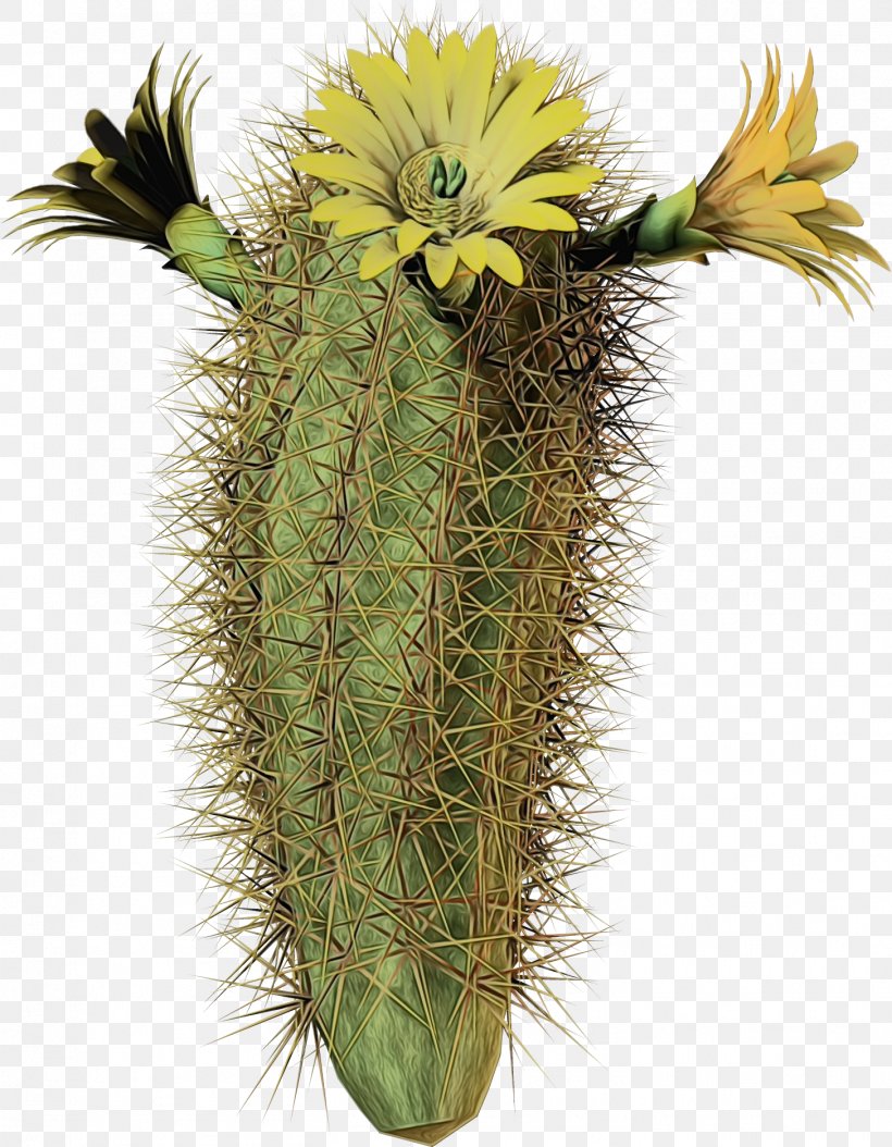 Cactus, PNG, 1456x1873px, Watercolor, Acanthocereus Tetragonus, Cactus, Flower, Hedgehog Cactus Download Free