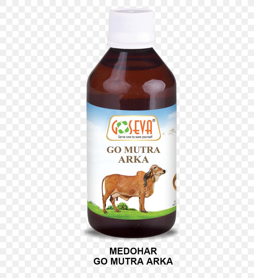 Cattle Gomutra Urine Panchagavya Cow Dung, PNG, 800x896px, Cattle, Cow Dung, Distillation, Ghee, Gomutra Download Free
