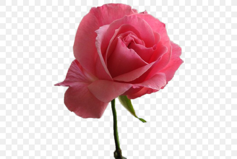 Garden Roses Pink Centifolia Roses Floribunda Flower, PNG, 518x550px, Garden Roses, Blue, Buttercup, Centifolia Roses, China Rose Download Free