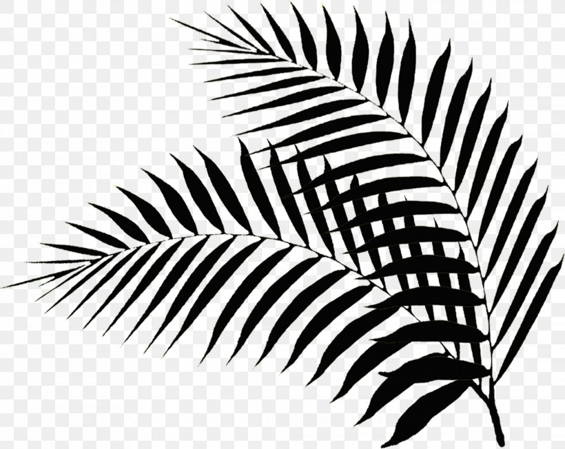 Palm Branch Leaf Hotel Palm Sunday Photography, PNG, 2227x1772px, Palm Branch, Accommodation, Arecales, Black And White, Child Download Free