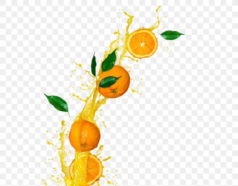 Clementine Orange Juice Cocktail Fizzy Drinks, PNG, 600x643px, Clementine, Bitter Orange, Branch, Citrus, Cocktail Download Free