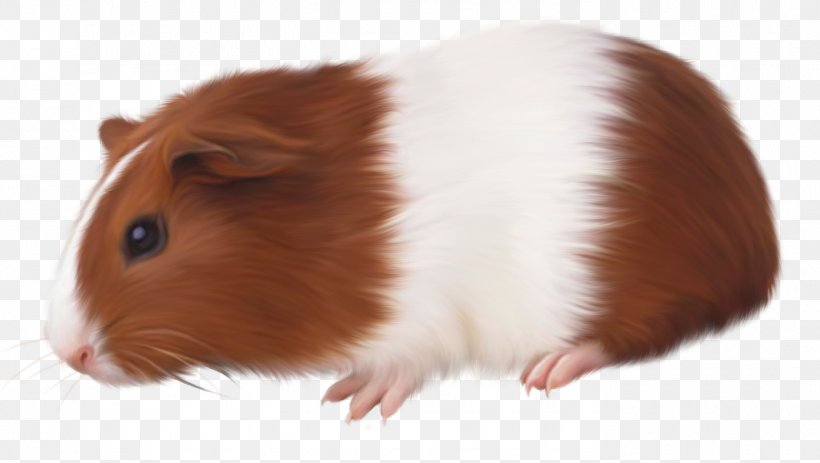 Guinea Pig Rodent Domestic Pig Animal, PNG, 1390x786px, Guinea Pig, Animal, Com, Domestic Pig, Fur Download Free