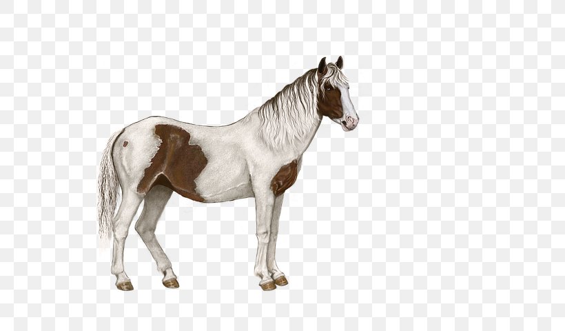 Mustang Pony Stallion American Miniature Horse Foal, PNG, 725x480px, Mustang, American Miniature Horse, Animal Figure, Bit, Bridle Download Free