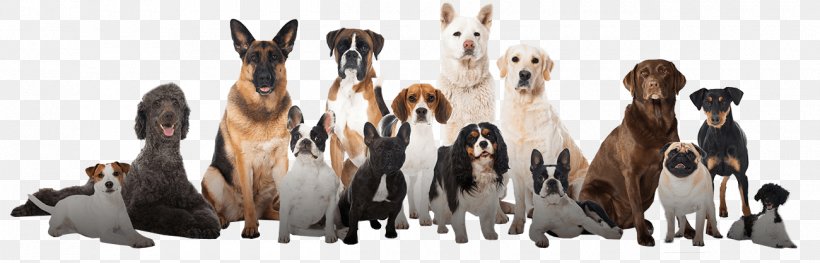 Puppy Dog Training Dog Breed Pet Cat, PNG, 1300x417px, Puppy, Animal Figure, Cat, Companion Dog, Dachshund Download Free