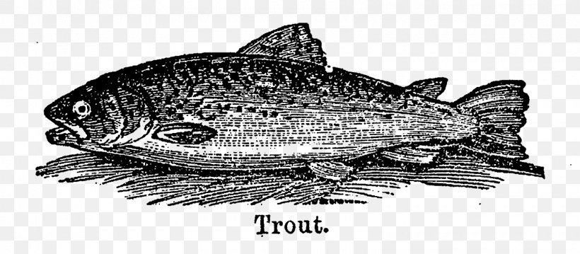 Sardine Fish Products Salmon 09777 Trout, PNG, 1600x701px, Sardine, Black And White, Drawing, Fauna, Fish Download Free