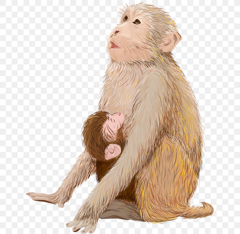 Infant Monkey Drawing Illustration, PNG, 645x800px, Infant, Baby Bottle, Breastfeeding, Drawing, Fauna Download Free