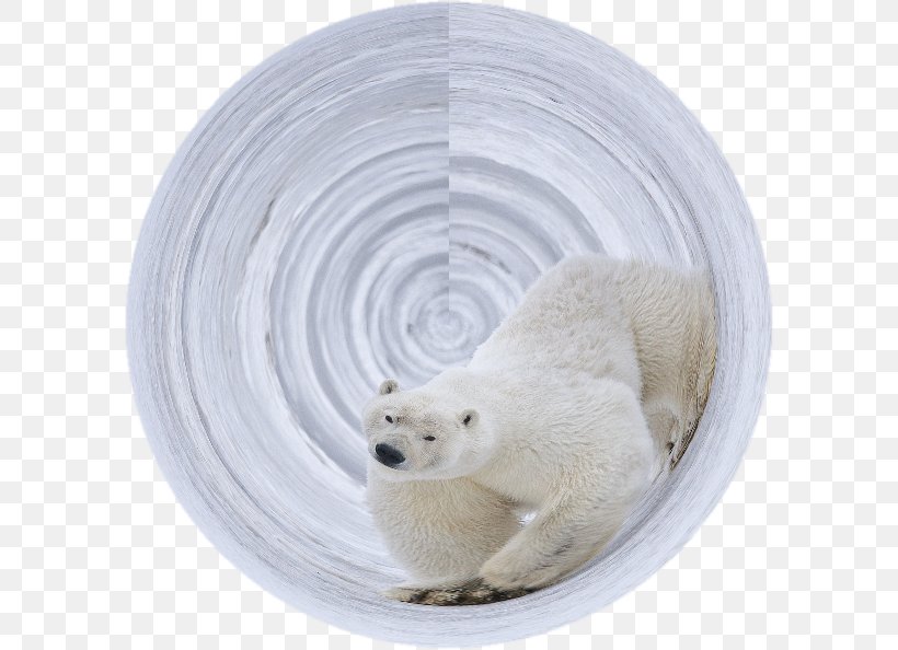 Polar Bear, PNG, 594x594px, Polar Bear, Bear, Carnivoran Download Free