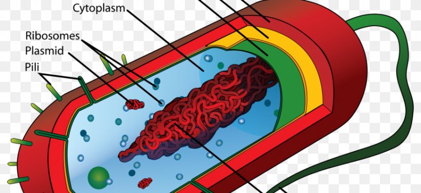 Prokaryote Cell Membrane Eukaryote Bacteria, PNG, 870x400px, Watercolor, Cartoon, Flower, Frame, Heart Download Free