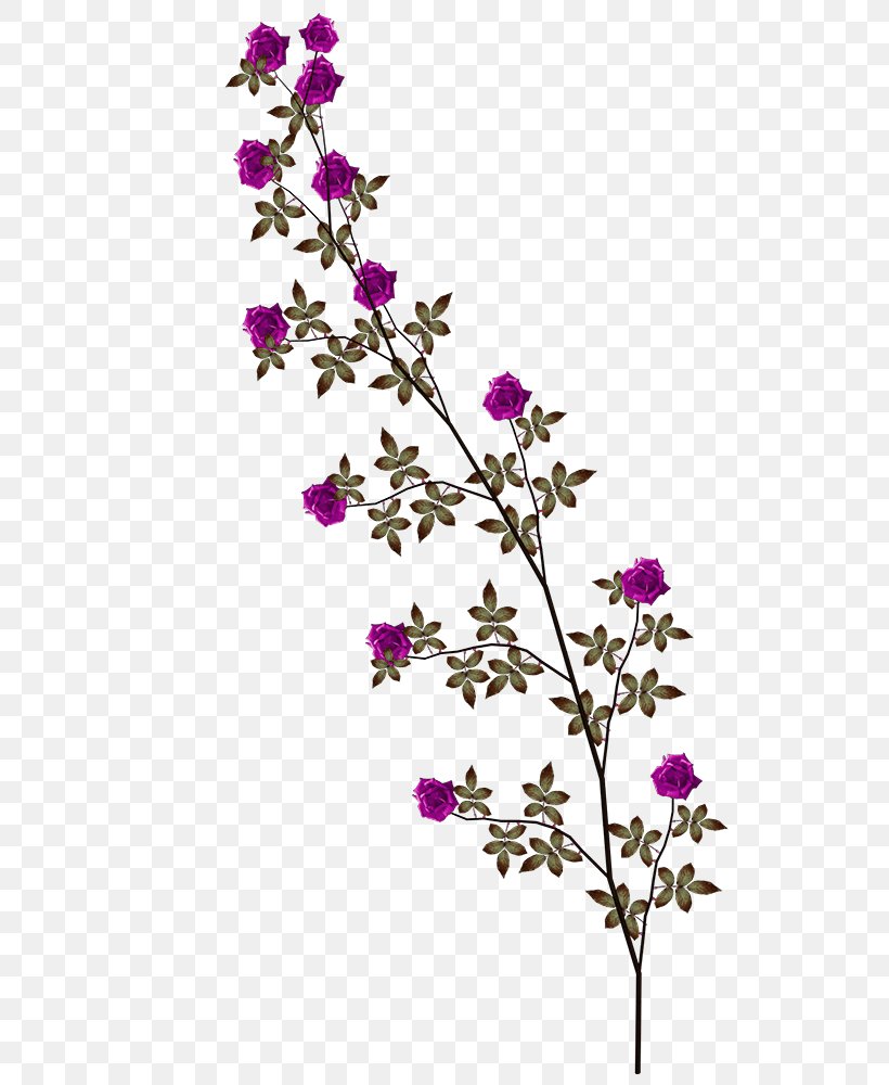 Clip Art, PNG, 566x1000px, Display Resolution, Blossom, Branch, Cut Flowers, Flora Download Free