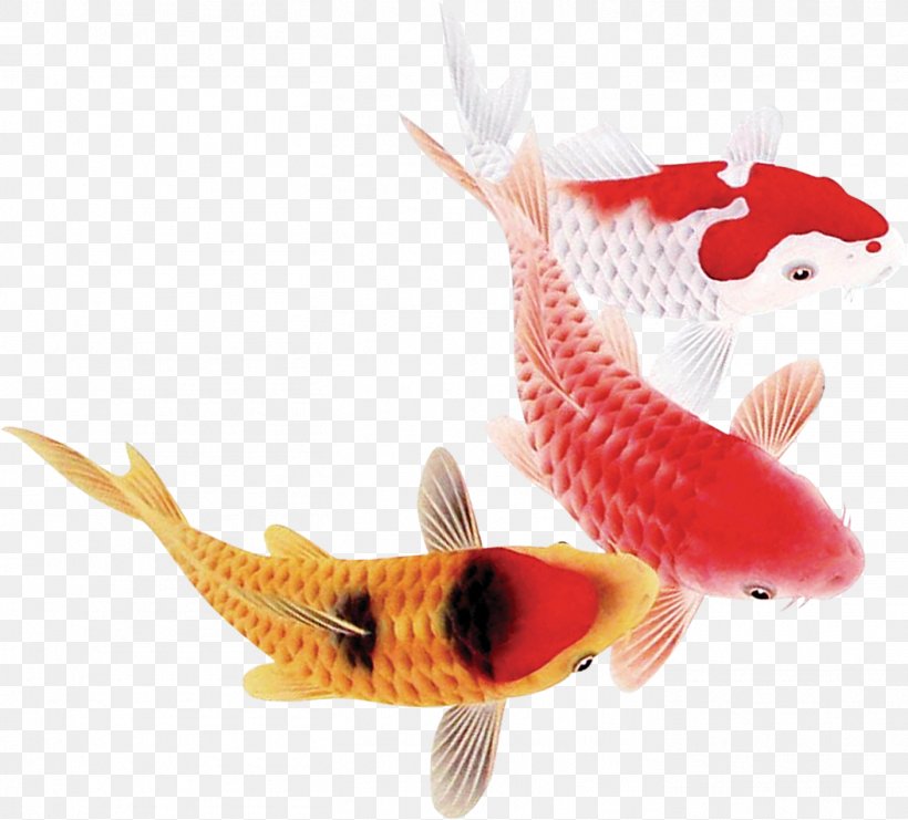 Koi Carassius Auratus Fish, PNG, 1406x1271px, Koi, Aquarium, Carassius Auratus, Chinese New Year, Client Download Free