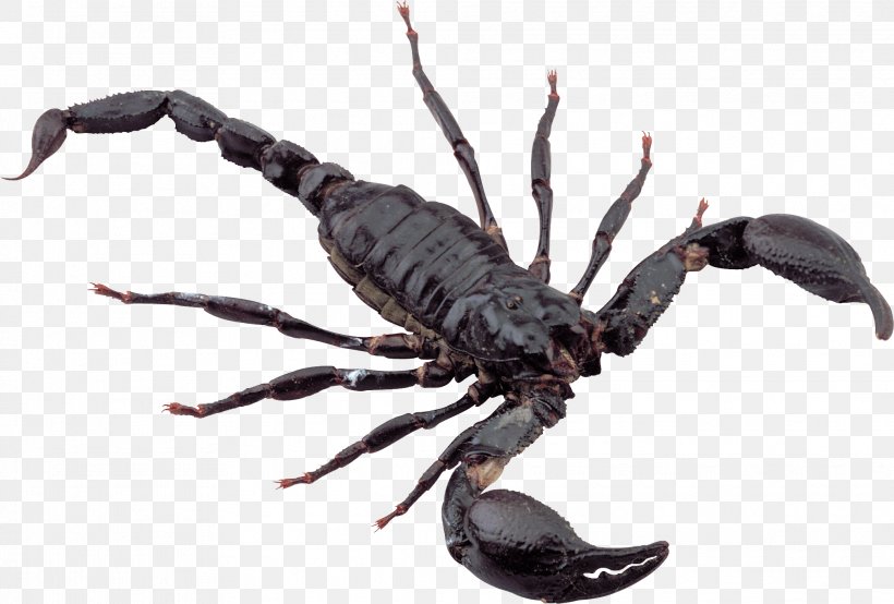 Scorpion Insect, PNG, 2022x1368px, Scorpion, Arachnid, Arthropod, Hadrurus Arizonensis, Insect Download Free