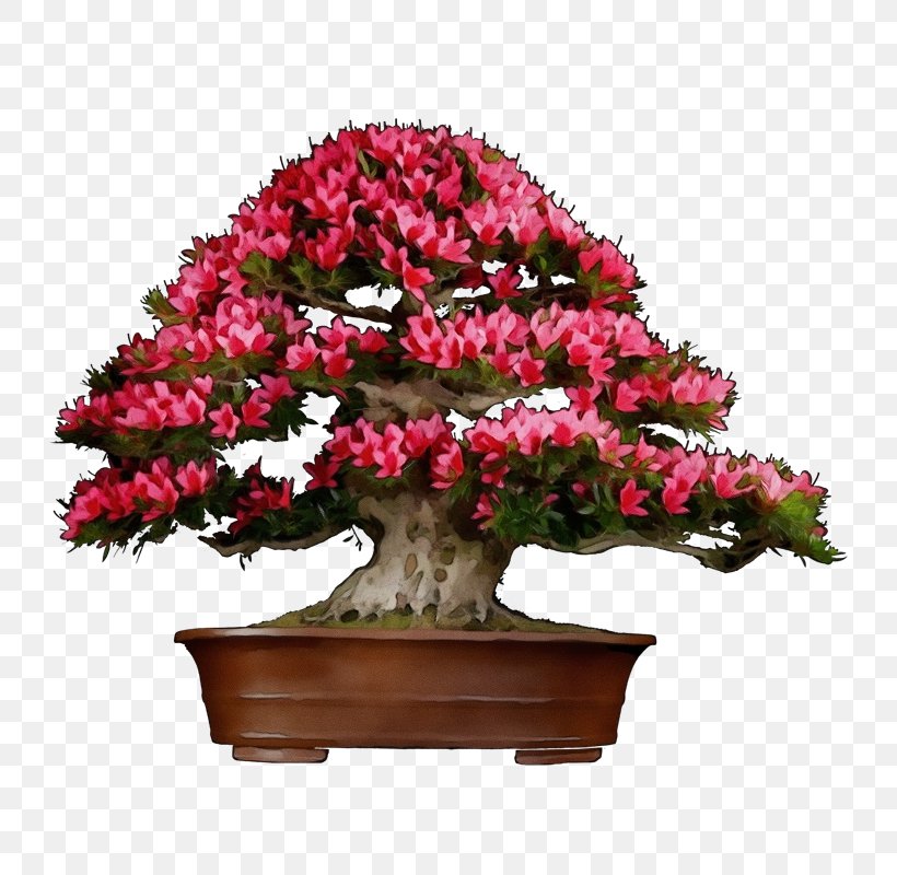Bonsai Tree, PNG, 800x800px, Chinese Sweet Plum, Azalea, Bonsai, Flower, Flowerpot Download Free