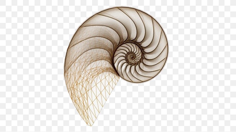 Drawing Spiral Seashell Snail Chambered Nautilus, PNG, 600x461px, Drawing, Art, Cephalopod, Chambered Nautilus, Golden Ratio Download Free