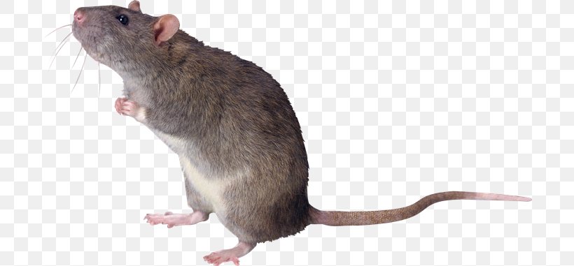 Mouse Cat Rodent Gerbil Fancy Rat, PNG, 700x381px, Mouse, Alfredo Linguini, Cat, Dormouse, Fancy Rat Download Free
