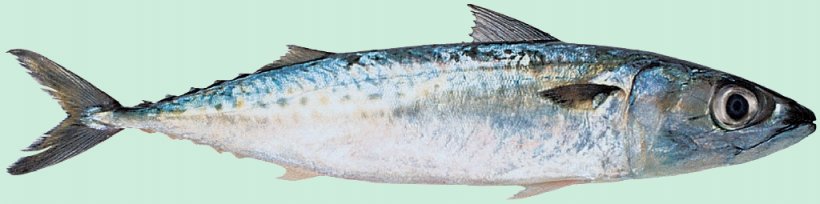 Thunnus Mackerel Sardine Fish Products Oily Fish, PNG, 1024x255px, Thunnus, Anchovy, Bonito, Bony Fish, Fish Download Free