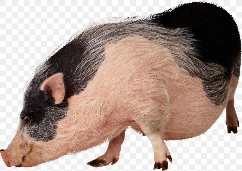 Vietnamese Pot-bellied Wild Boar Stock Photography Pet Clip Art, PNG, 3232x2295px, Vietnamese Potbellied, Animal, Domestic Pig, Fauna, Fotosearch Download Free
