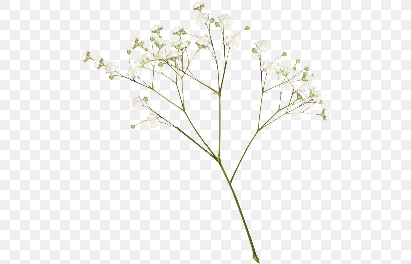 Border Flowers Baby's-breath Rose, PNG, 500x528px, Flower, Border Flowers, Branch, Cow Parsley, Cut Flowers Download Free