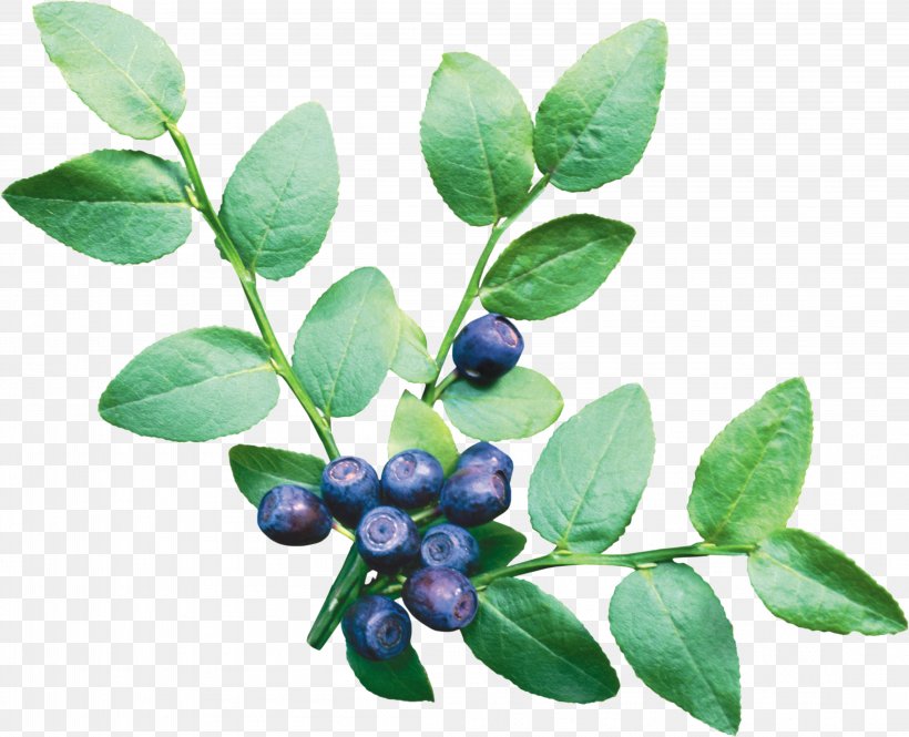 European Blueberry Vaccinium Corymbosum Fruit, PNG, 4402x3571px, Blueberry, Aristotelia Chilensis, Berry, Bilberry, Blueberry Tea Download Free