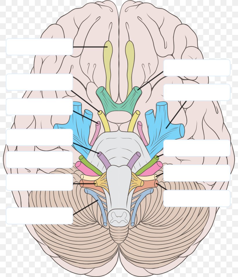 Human Brain Cranial Nerves Brainstem Vertebrate, PNG, 800x953px, Watercolor, Cartoon, Flower, Frame, Heart Download Free