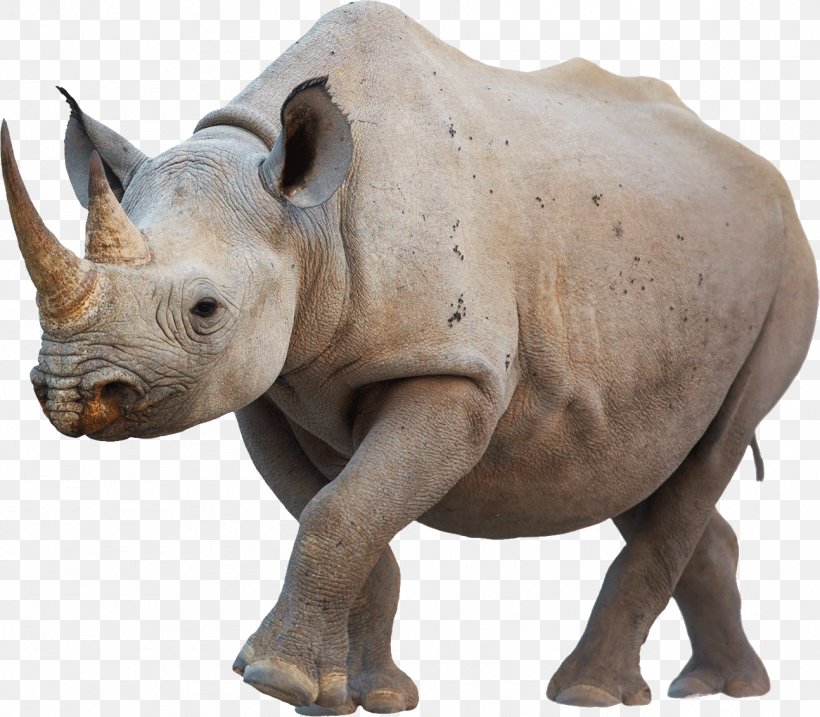 Javan Rhinoceros Western Black Rhinoceros White Rhinoceros Poaching, PNG, 1294x1133px, Lewa Wildlife Conservancy, Black Rhinoceros, Critically Endangered, Elephant, Fauna Download Free