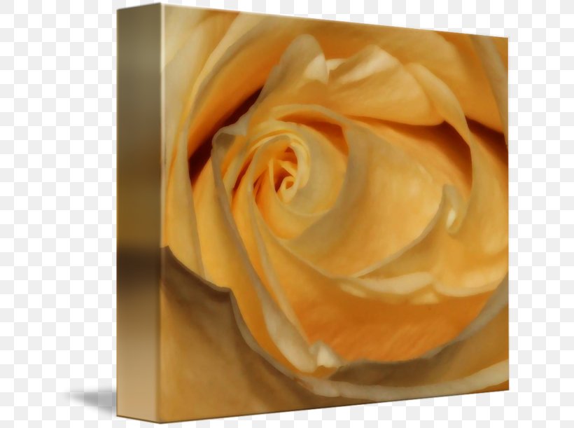 Garden Roses Petal Close-up, PNG, 650x611px, Garden Roses, Closeup, Flower, Garden, Orange Download Free