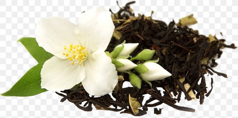 Green Tea Flowering Tea Oolong Jasmine Tea, PNG, 900x445px, Tea, Black Tea, Caffeine, Drink, English Breakfast Tea Download Free