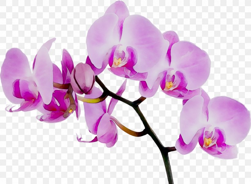 Aurora Flowers Orchid Flowers Wallpaper Mural Orchids Forwall, PNG, 1428x1046px, Orchids, Artificial Flower, Branch, Canvas, Cattleya Download Free