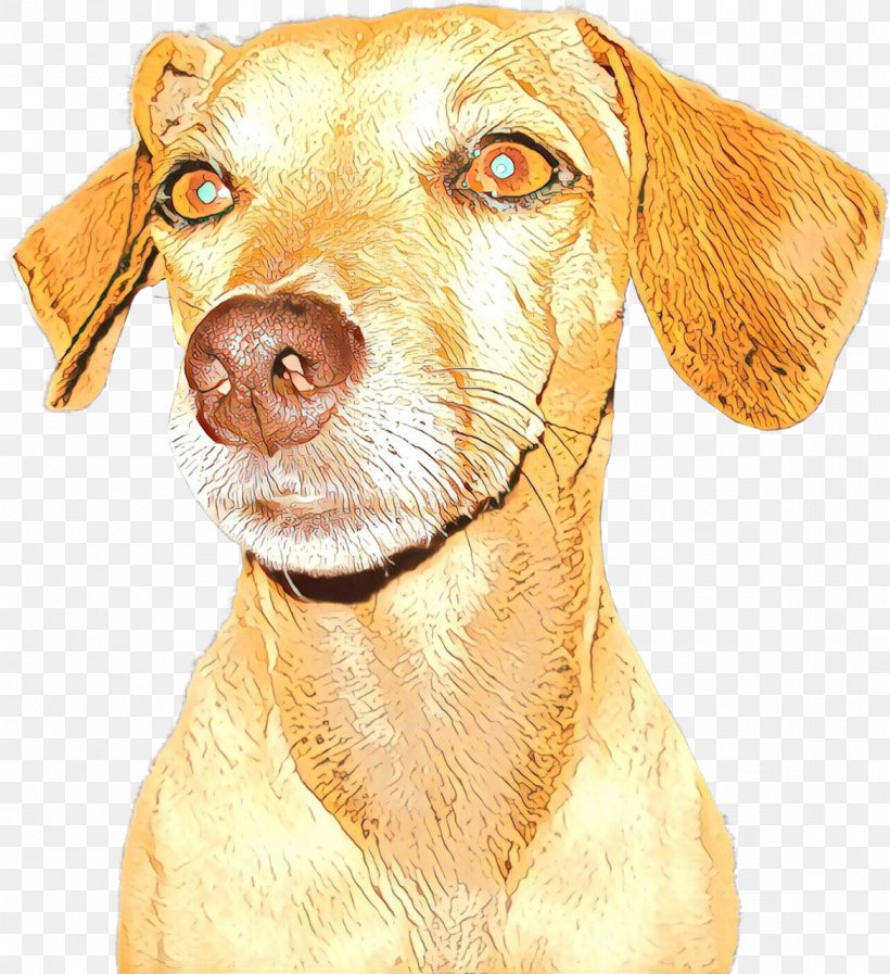 Golden Retriever Background, PNG, 1169x1279px, Labrador Retriever, Animal, Breed, Companion Dog, Dog Download Free