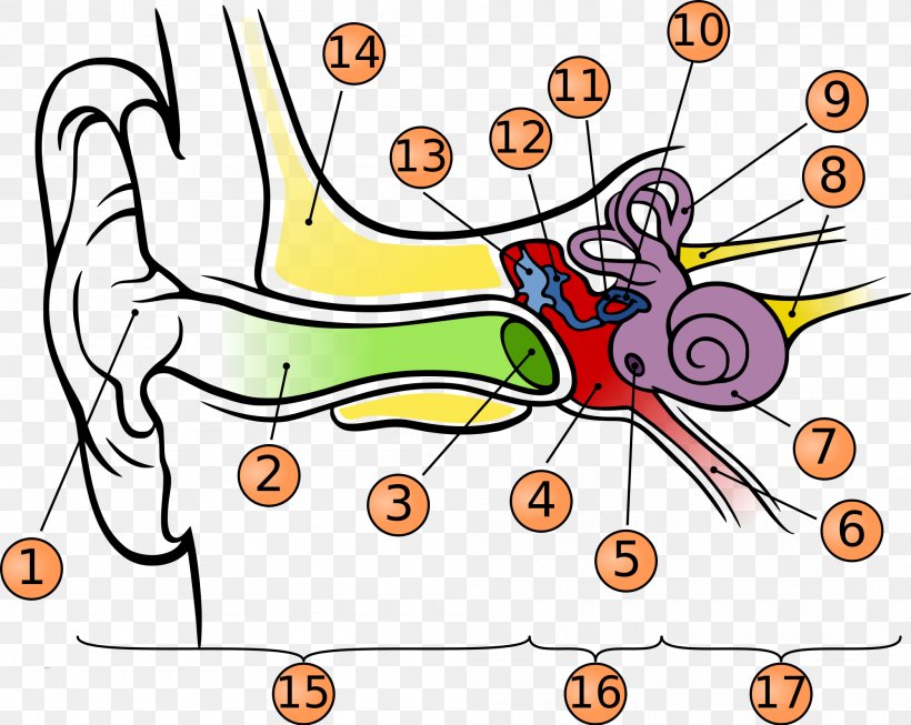 Hearing Anatomy Middle Ear Eardrum, PNG, 2000x1595px, Watercolor, Cartoon, Flower, Frame, Heart Download Free