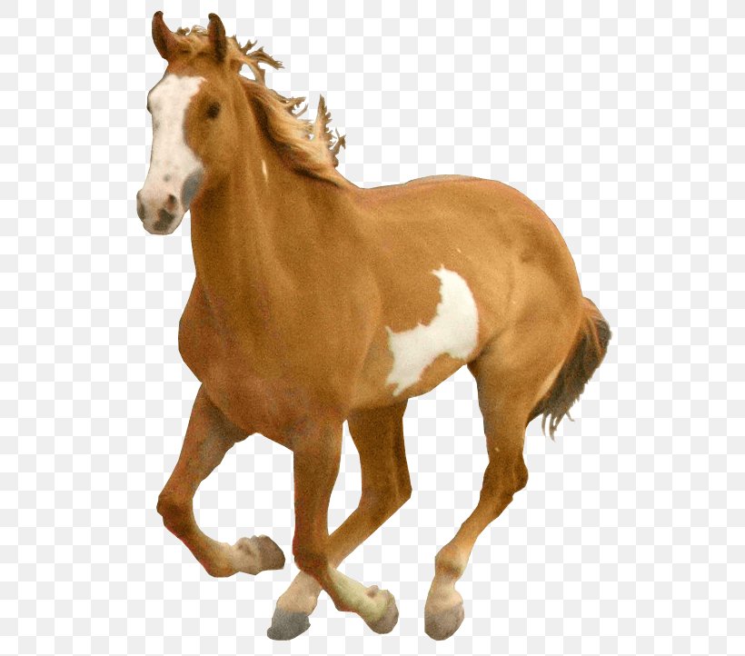 Horse Computer File, PNG, 564x722px, Horse, Colt, Foal, Horse Like Mammal, Horse Tack Download Free