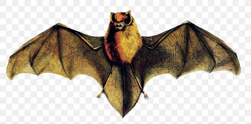 Mexican Funnel-eared Bat Brazilian Funnel-eared Bat Cuban Funnel-eared Bat Cuban Greater Funnel-eared Bat Jamaican Greater Funnel-eared Bat, PNG, 1181x587px, Mexican Funneleared Bat, Bat, Brazilian Funneleared Bat, Fictional Character, Genus Download Free