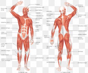 human body muscle chart