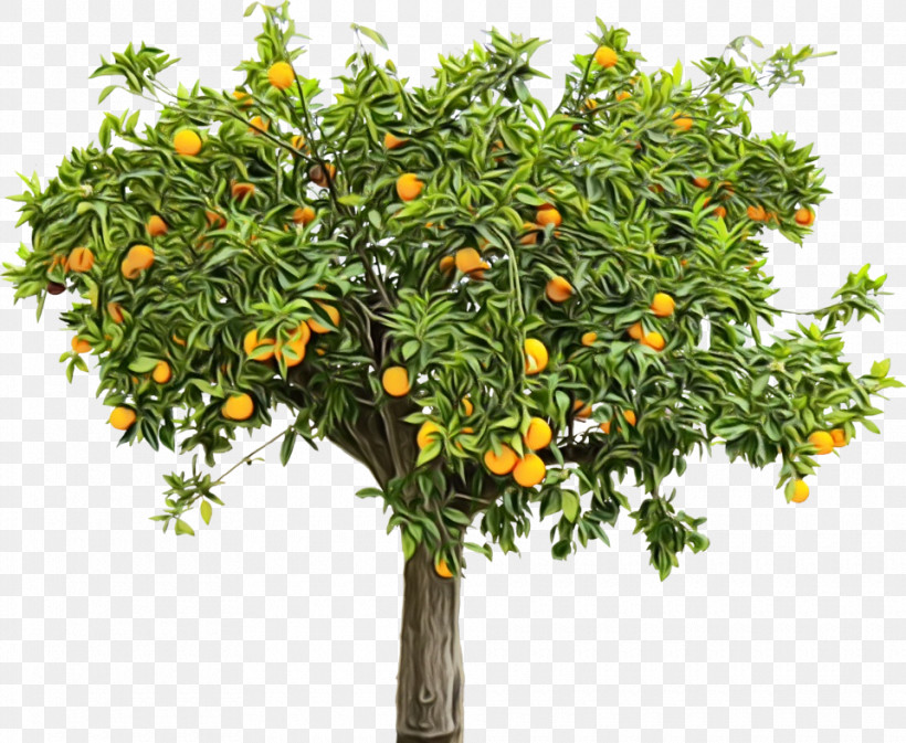 Fruit Tree, PNG, 960x789px, Watercolor, Bitter Orange, Citrus, Flower, Fruit Tree Download Free