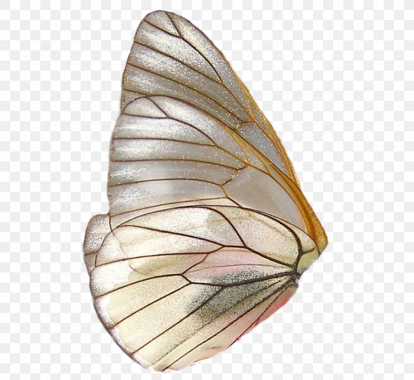 Glasswing Butterfly Insect Wing, PNG, 1626x1494px, Butterfly, Butterflies And Moths, Cabbage White, Color, Glasswing Butterflies Download Free