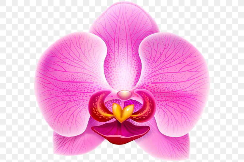 Orchids Violet Clip Art, PNG, 600x546px, Orchids, Color, Flower, Flowering Plant, Lilac Download Free