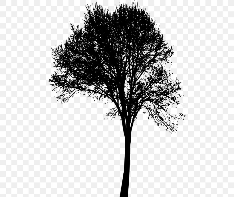 Twig Silhouette Clip Art, PNG, 480x691px, Twig, Austral Pacific Energy Png Limited, Black, Black And White, Branch Download Free