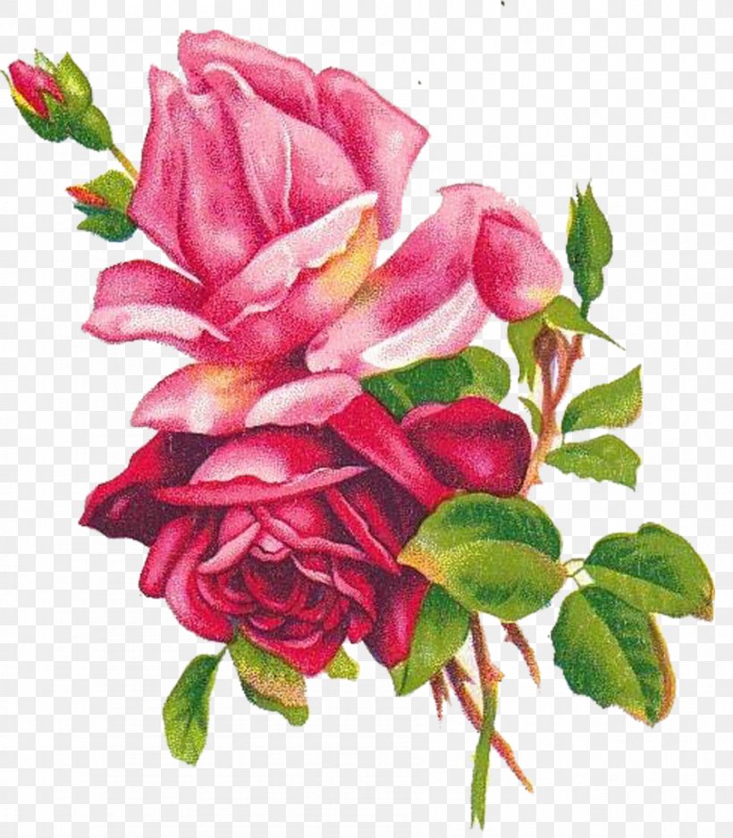 Beach Rose Flower Blue Rose Painting Drawing, PNG, 895x1024px, Beach Rose, Art, Artificial Flower, Blue, Blue Rose Download Free